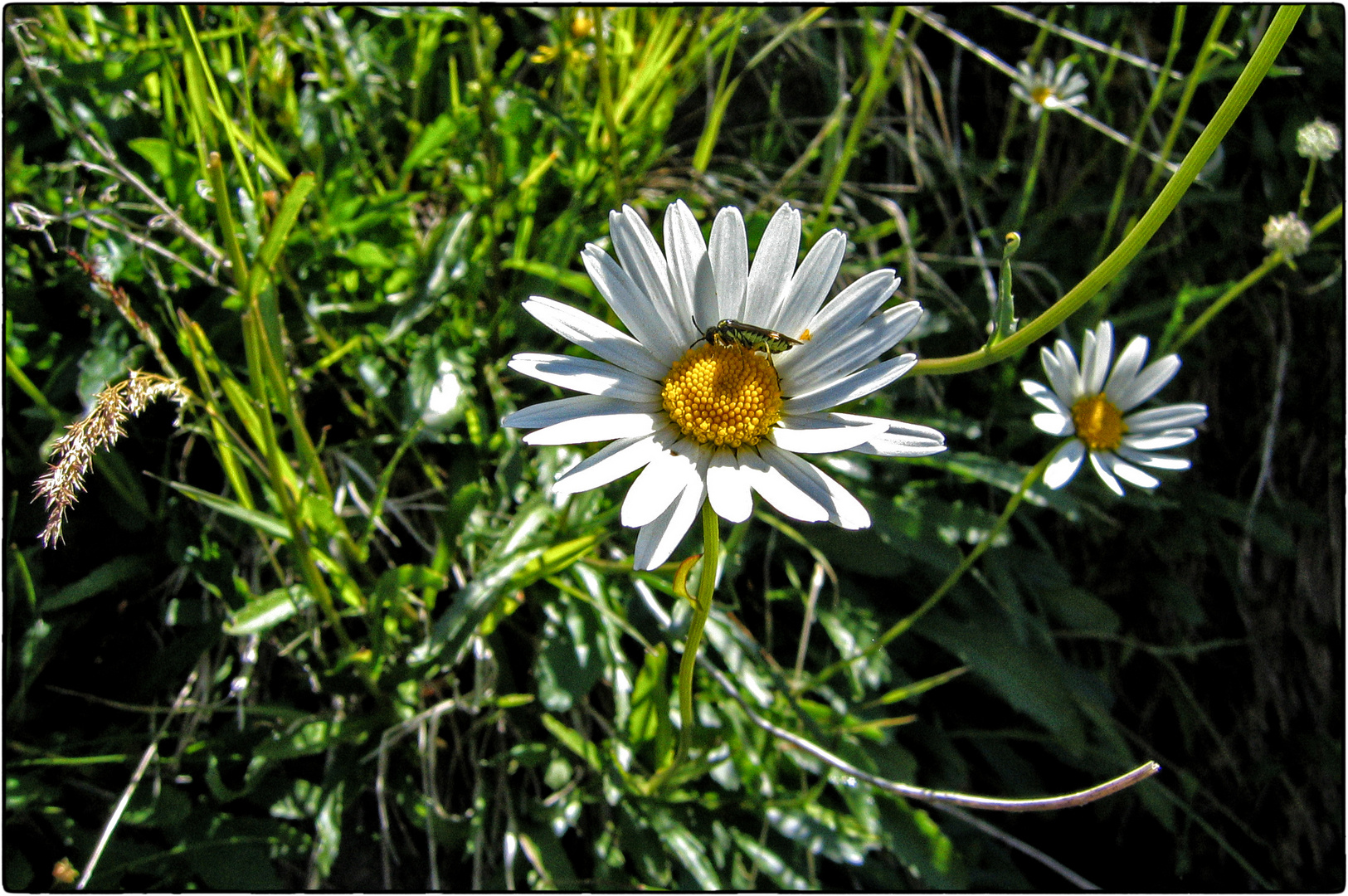 DER BLICK AUF EINE SOMMERWIESE....