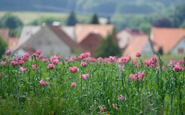 Der Blick aufs Dorf ...