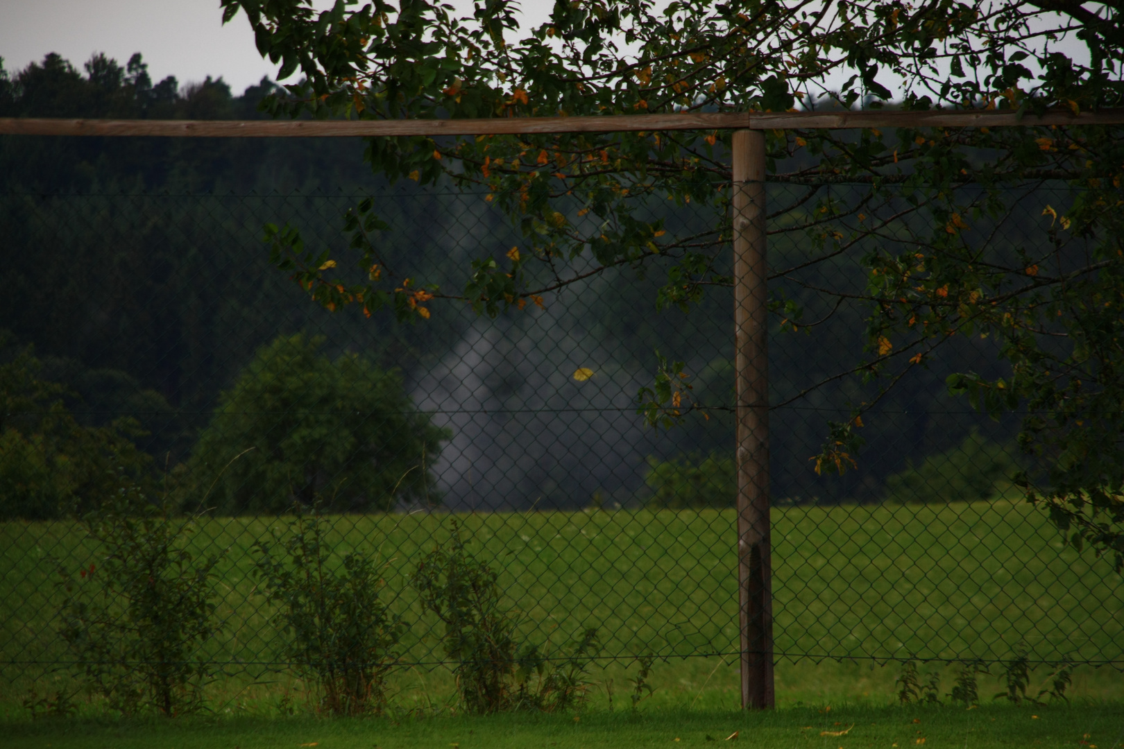 Der Blick aus dem Wald