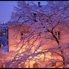 Der Blick aus meinem Fenster...