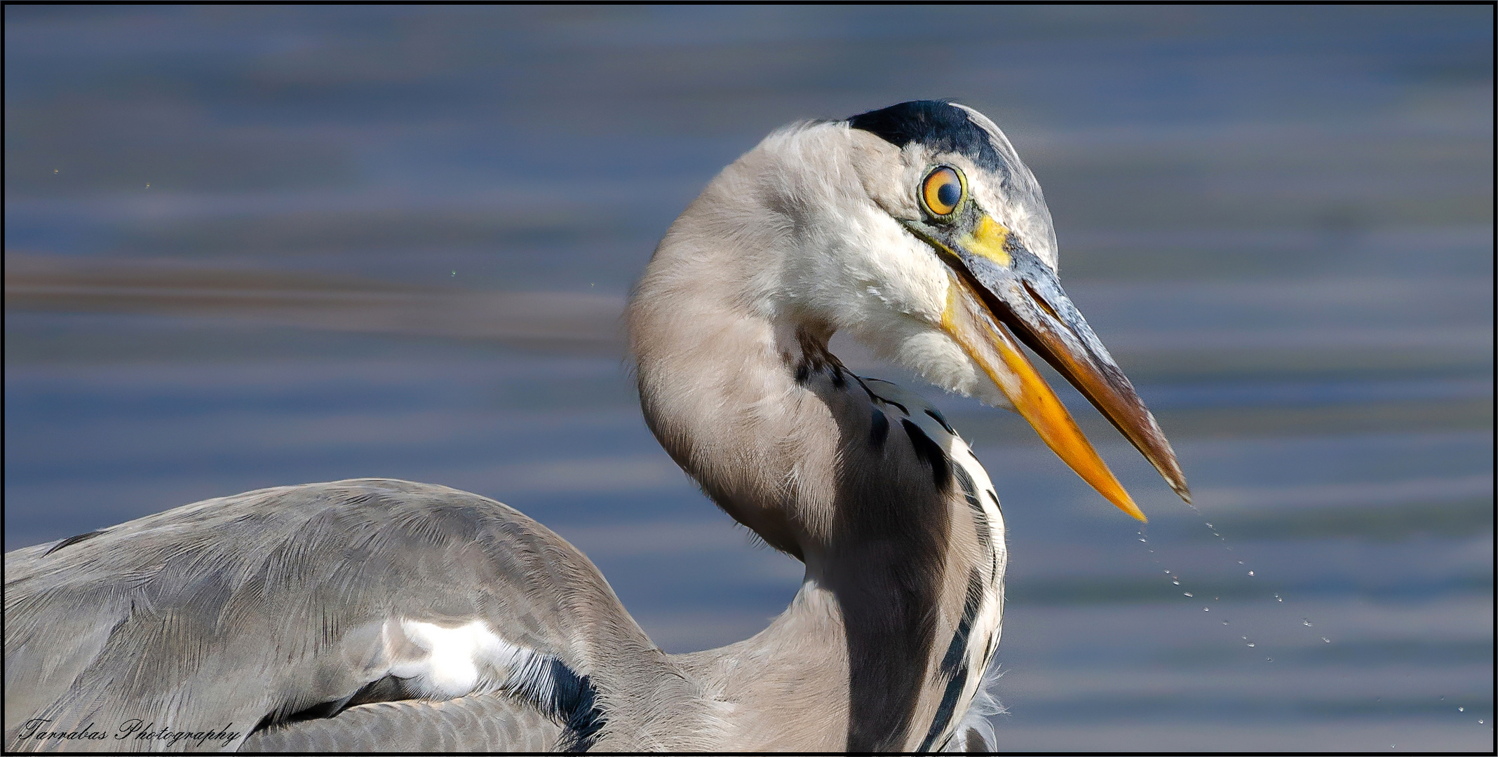 Der Blick