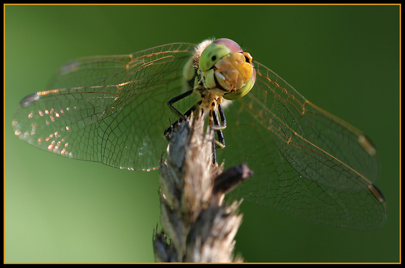 Der Blick der Heidelibelle