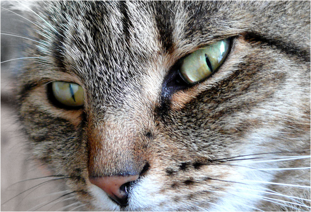 der Blick der Kater-Herzen höher schlagen lässt