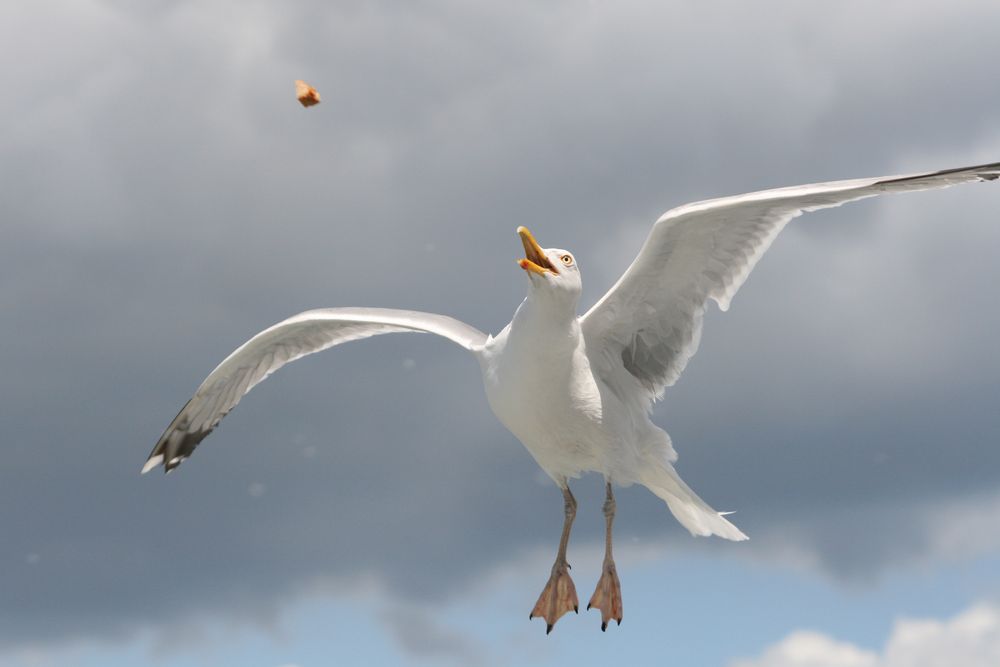 Der Blick der Möwe