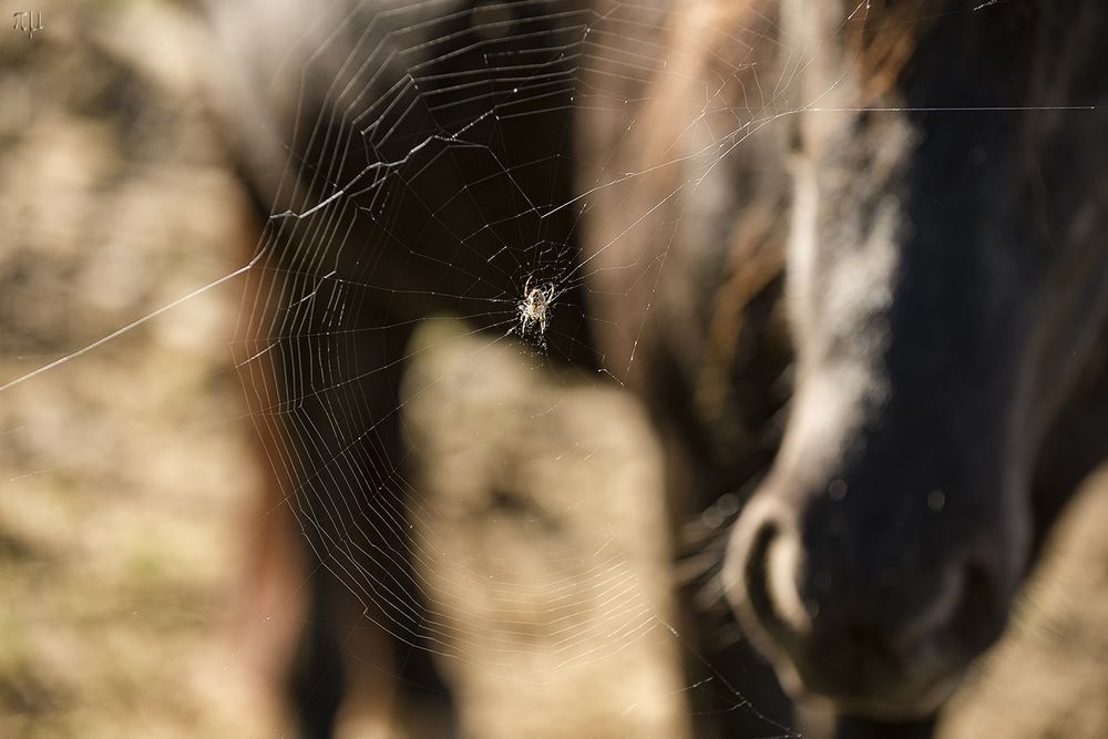 der blick der spinne