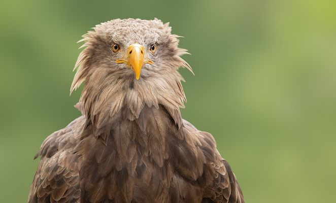 Der Blick des Adlers