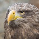 Der Blick des Adlers