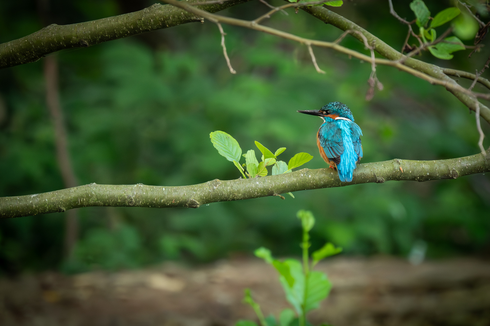 Der Blick des Eisvogels