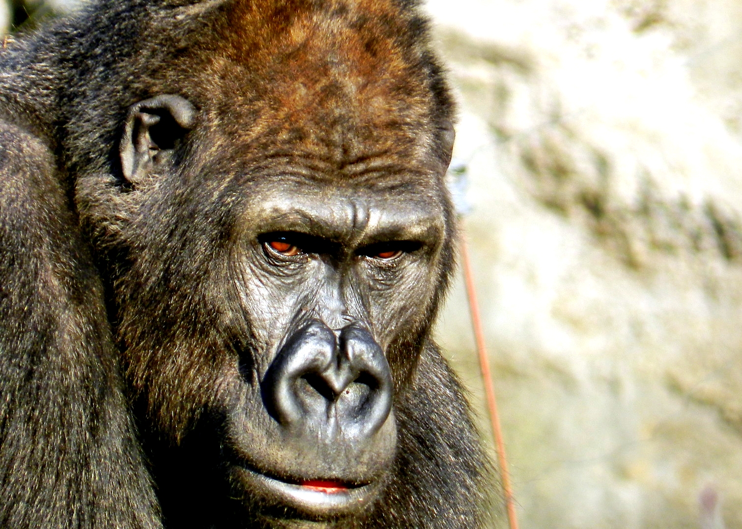 Der Blick des Gorillas