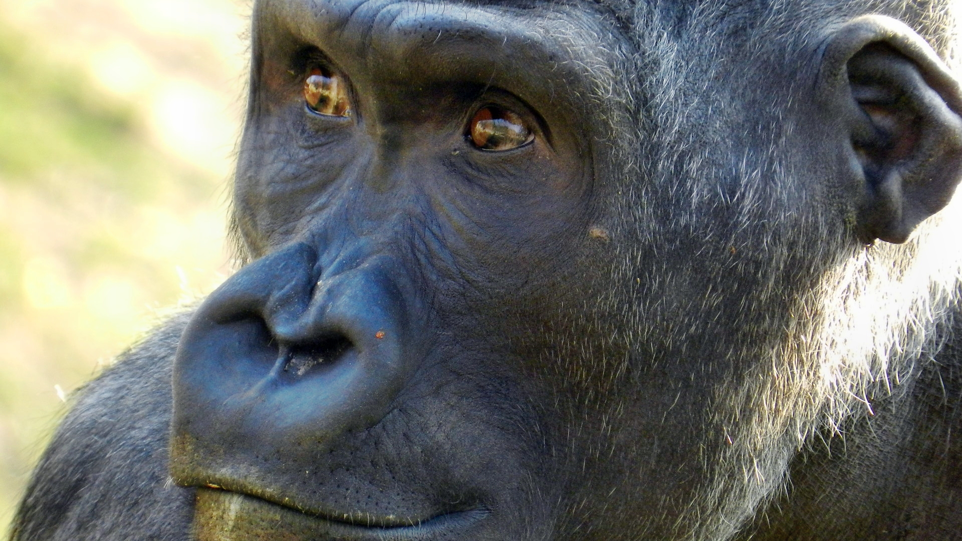 Der Blick des Gorillas II