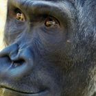 Der Blick des Gorillas II