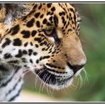 Der Blick des Jaguar