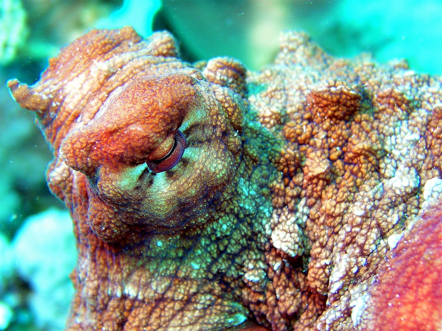 Der Blick des Kraken Foto & Bild | natur, afrika, tiere Bilder auf