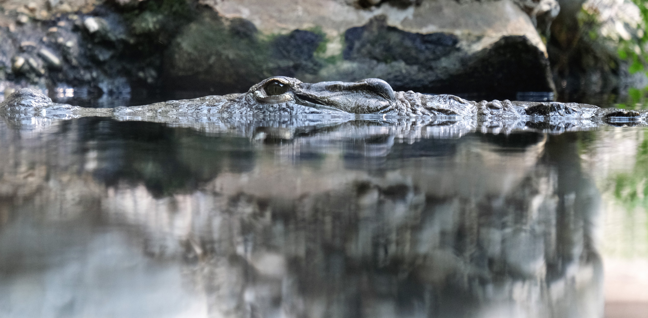 der Blick des Krokodils