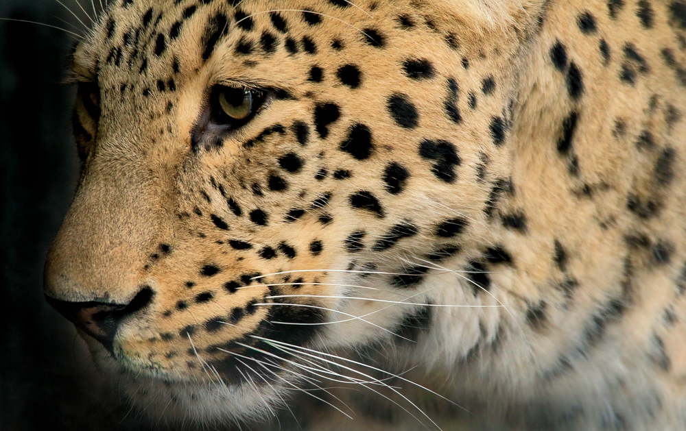 DER BLICK DES LEOPARDEN