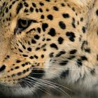 DER BLICK DES LEOPARDEN