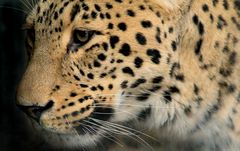 DER BLICK DES LEOPARDEN