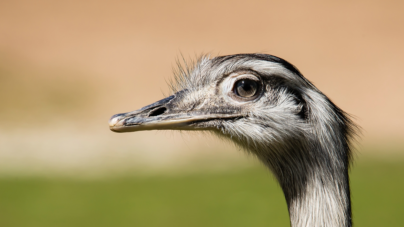 Der Blick des Nandu