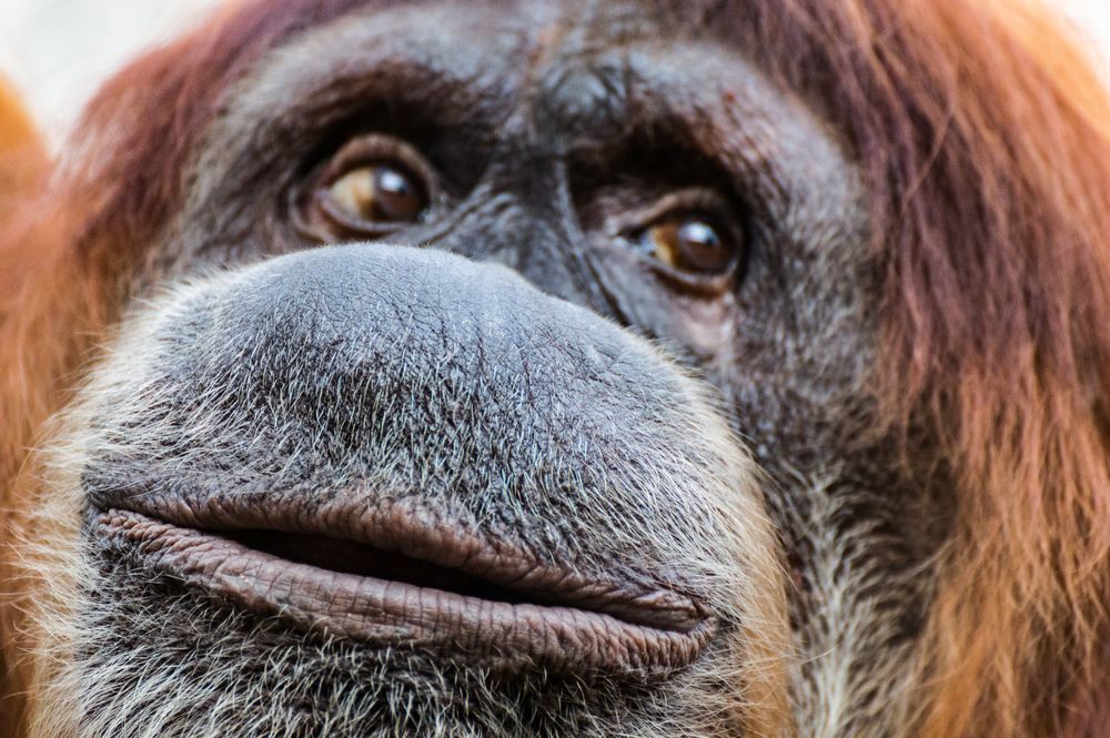 Der Blick des Orang Utan