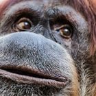 Der Blick des Orang Utan