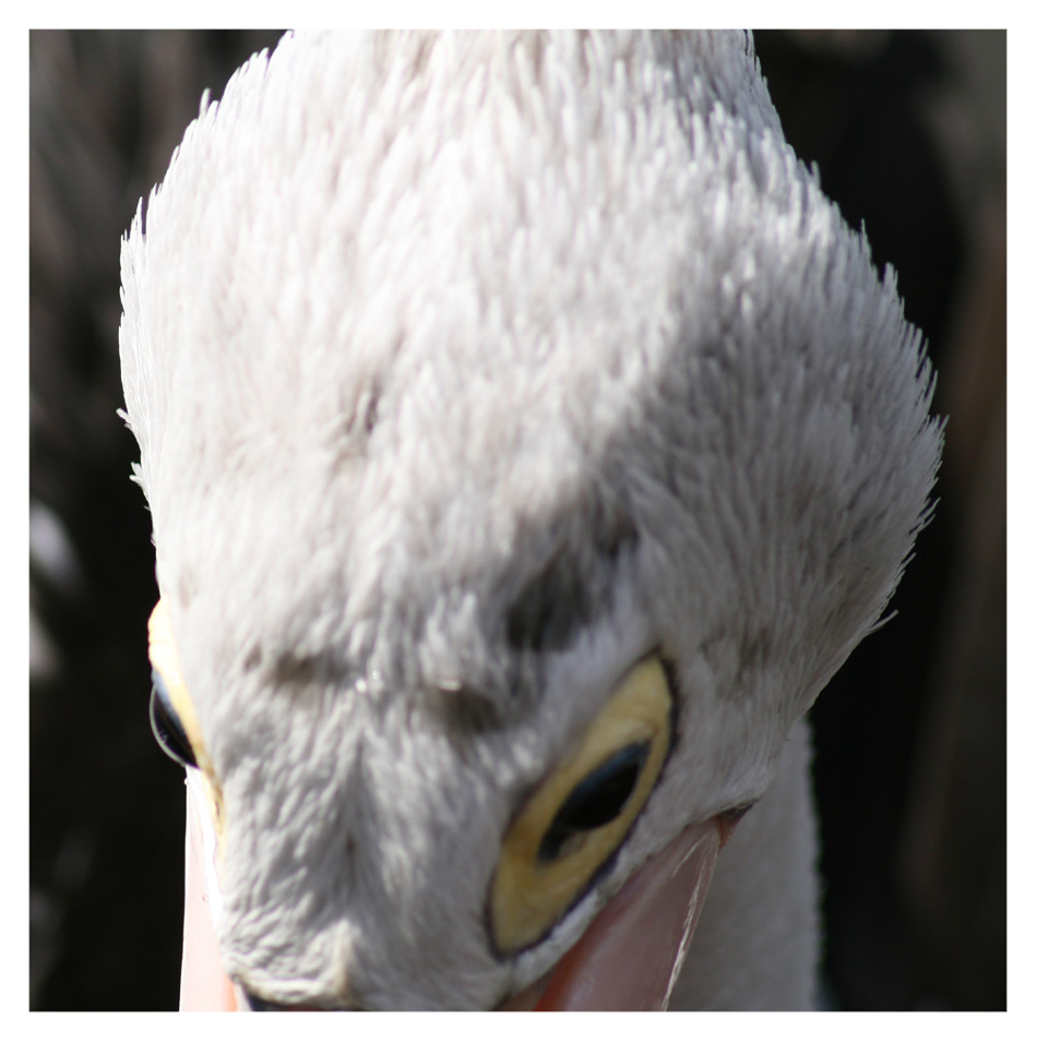 Der Blick des Pelikan