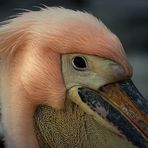 Der Blick des Pelikans