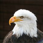 Der Blick des Seeadlers - Sächsischer Adler- und Jagdfalkenhof Schloß Augustusburg