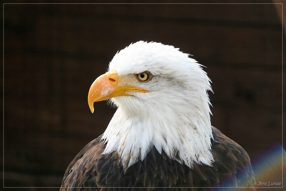 Der Blick des Seeadlers - Sächsischer Adler- und Jagdfalkenhof Schloß Augustusburg