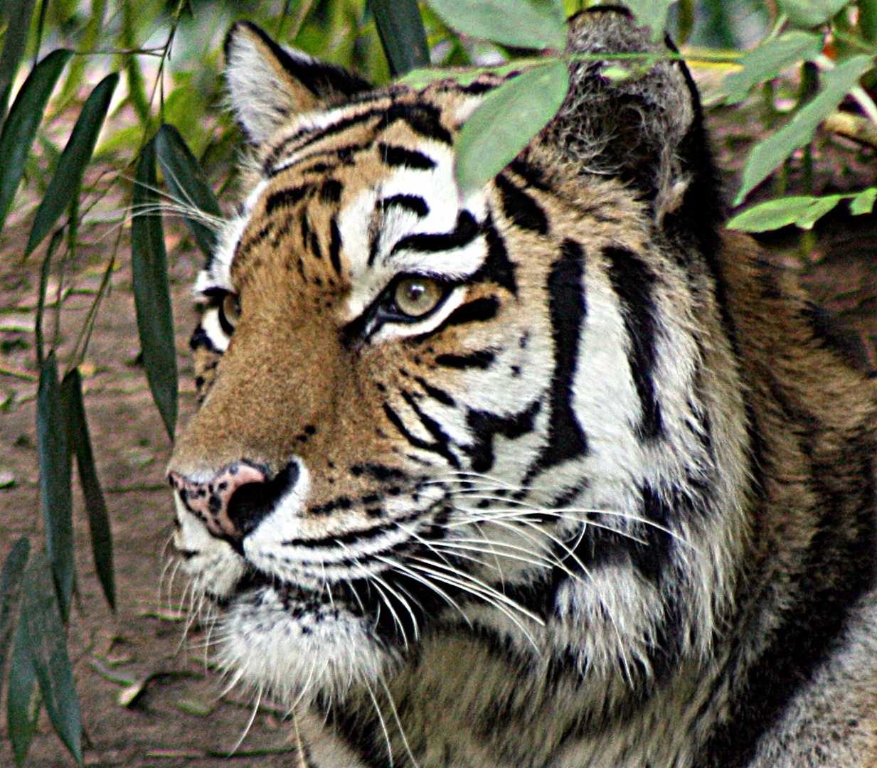 Der Blick des Tigers Zoo Duisburg