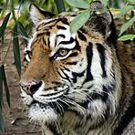 Der Blick des Tigers Zoo Duisburg