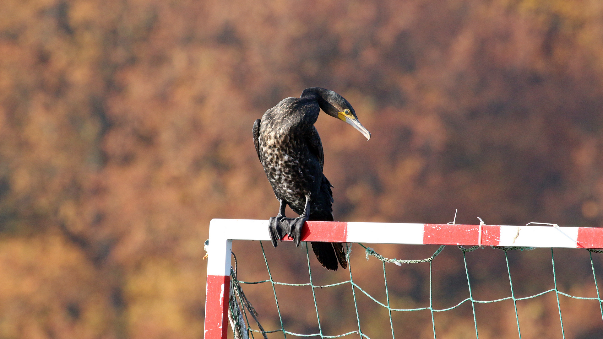 der Blick des Torwarts - der Kormoran