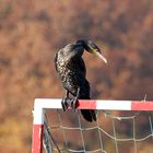 der Blick des Torwarts - der Kormoran