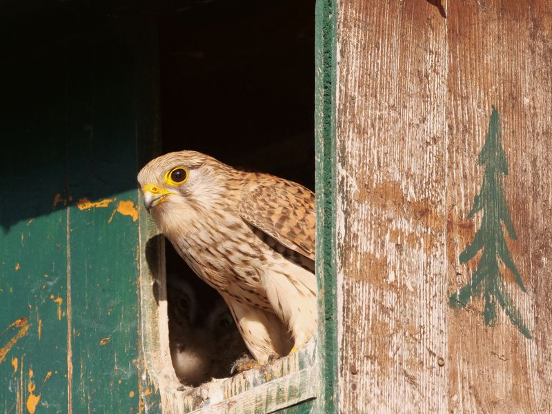 Der Blick des Turmfalken