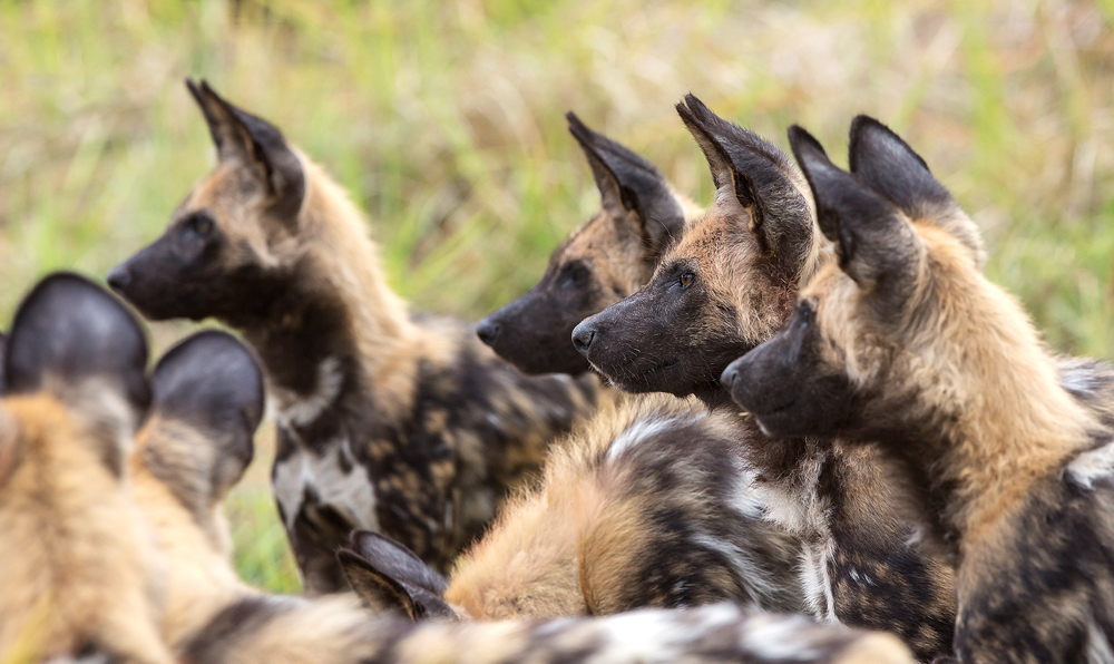 Der Blick des Wildhunds