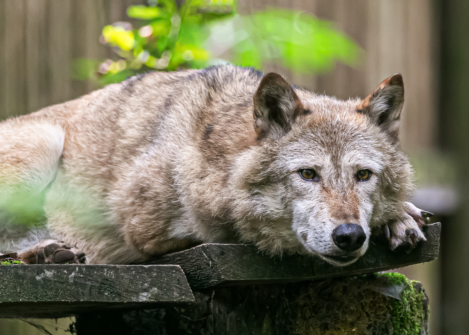 Der Blick des Wolfe