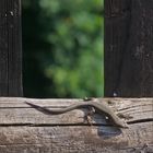 Der Blick durch den Gartenzaun