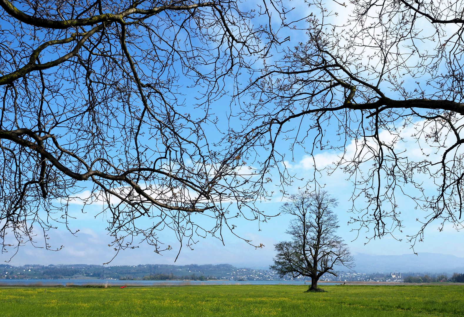 Der Blick durch die Äste