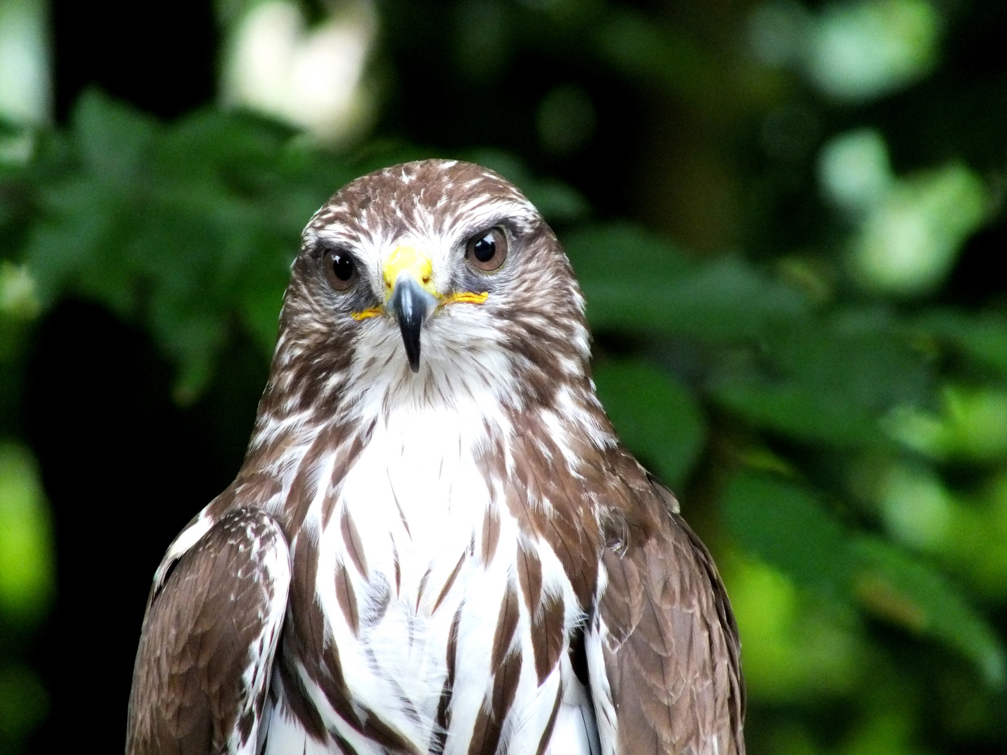 Der Blick eines Jägers