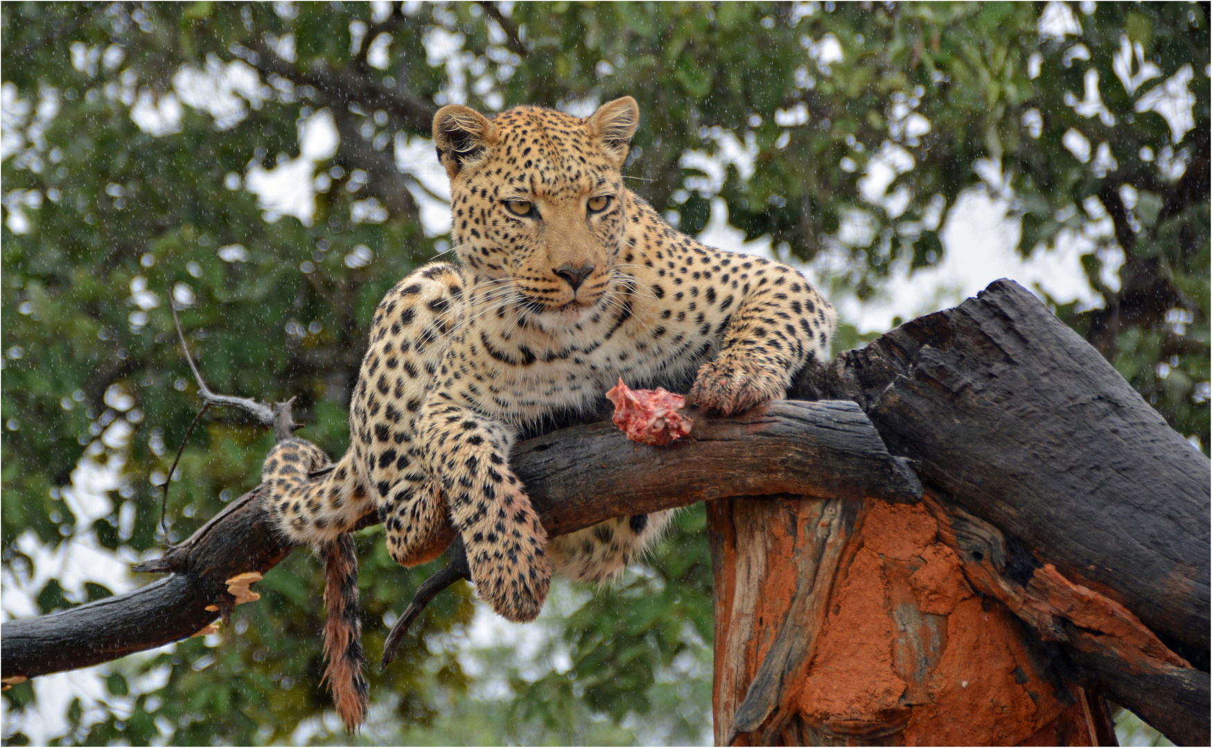 Der Blick eines Leoparden ...