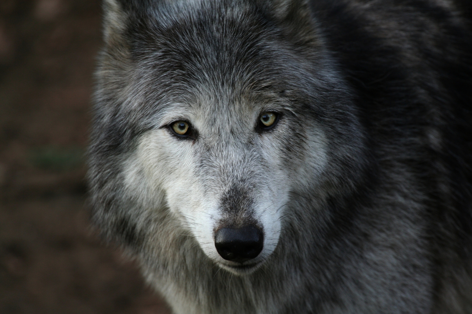 Der Blick eines Wolfes, der direkt ins Auge und in die Seele des Betrachters zielt.