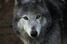 Der Blick eines Wolfes, der direkt ins Auge und in die Seele des Betrachters zielt. von Urs Schmidli 