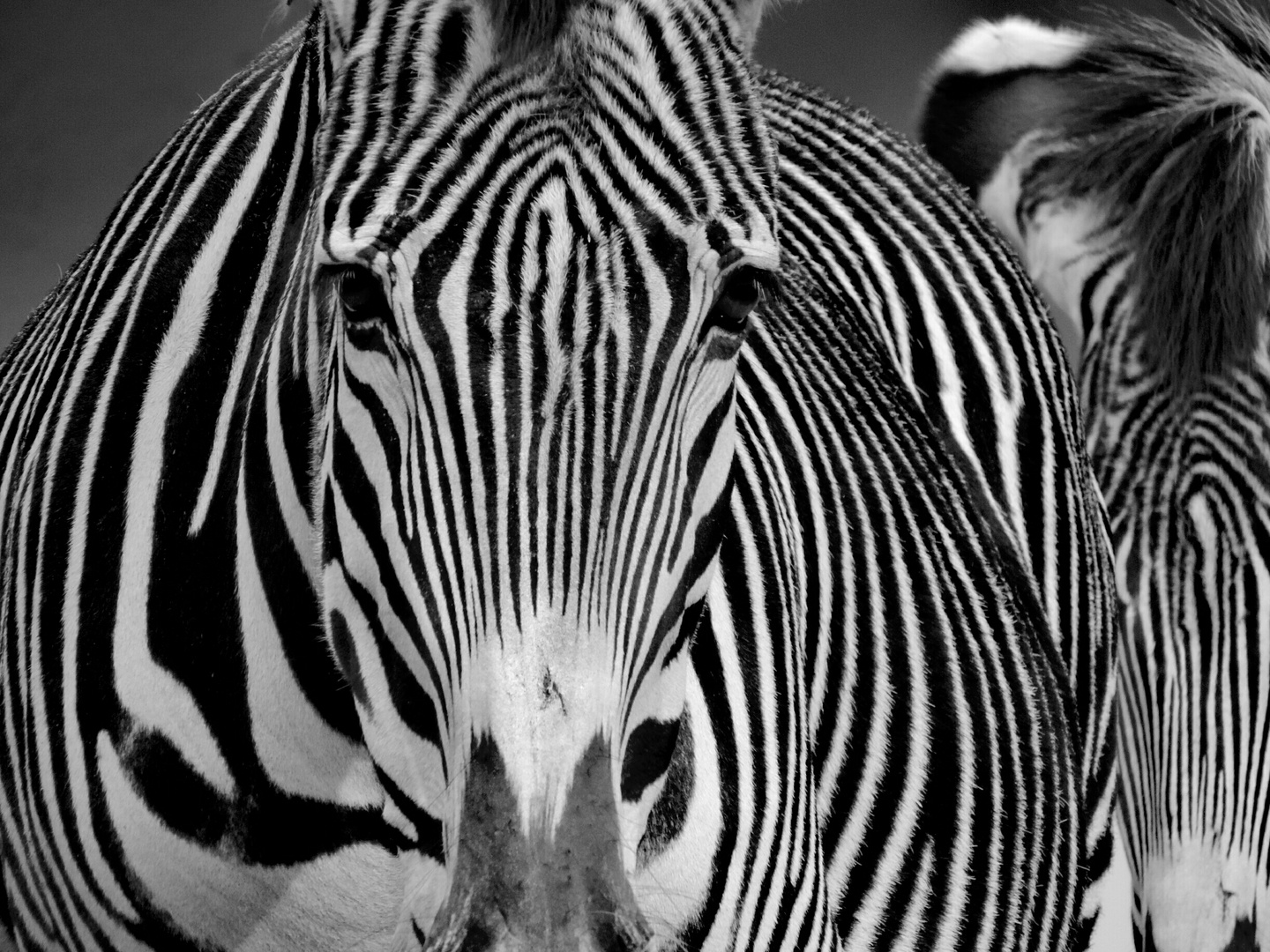 der Blick eines Zebras