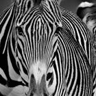 der Blick eines Zebras