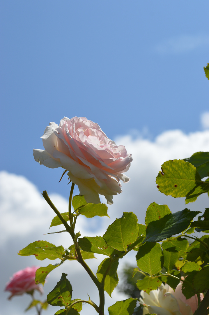 Der Blick gen Himmel