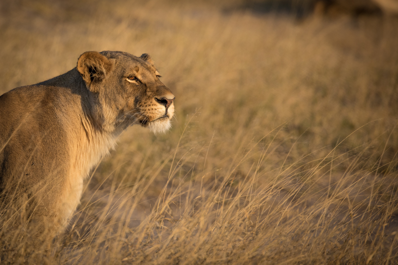 Der Blick gen Wochenende (Panthera leo)