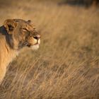 Der Blick gen Wochenende (Panthera leo)