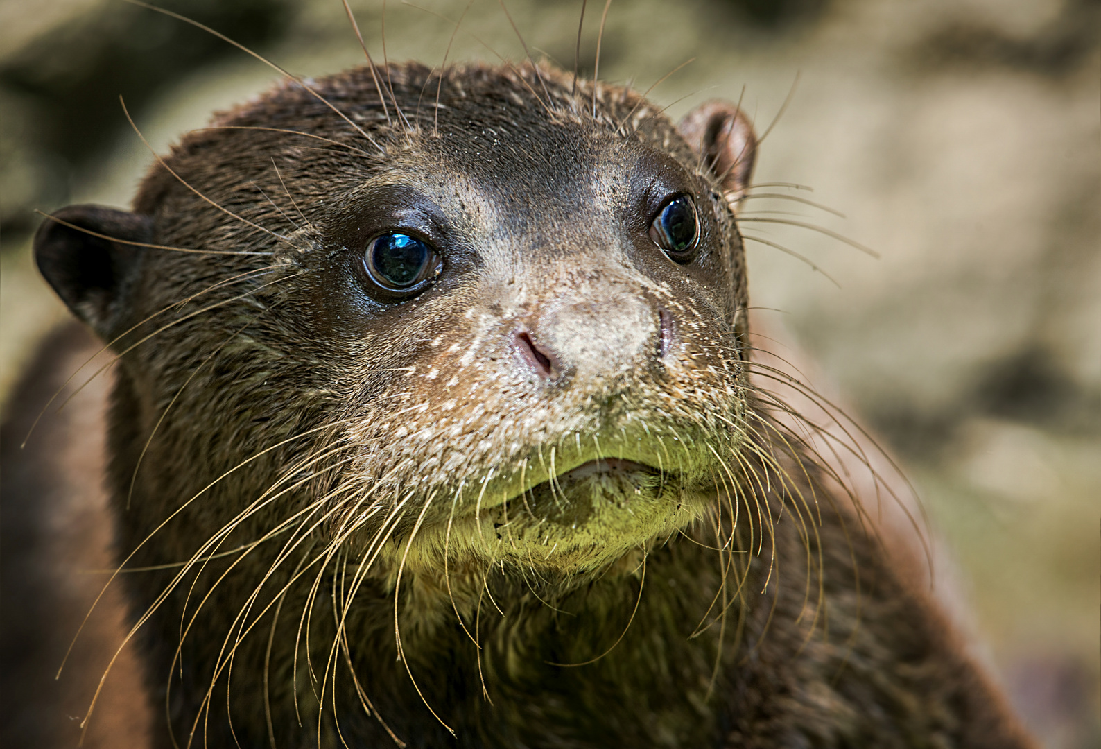 Der Blick hat mich fasziniert.....