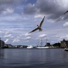 der Blick in den alten Hafen von Bergen