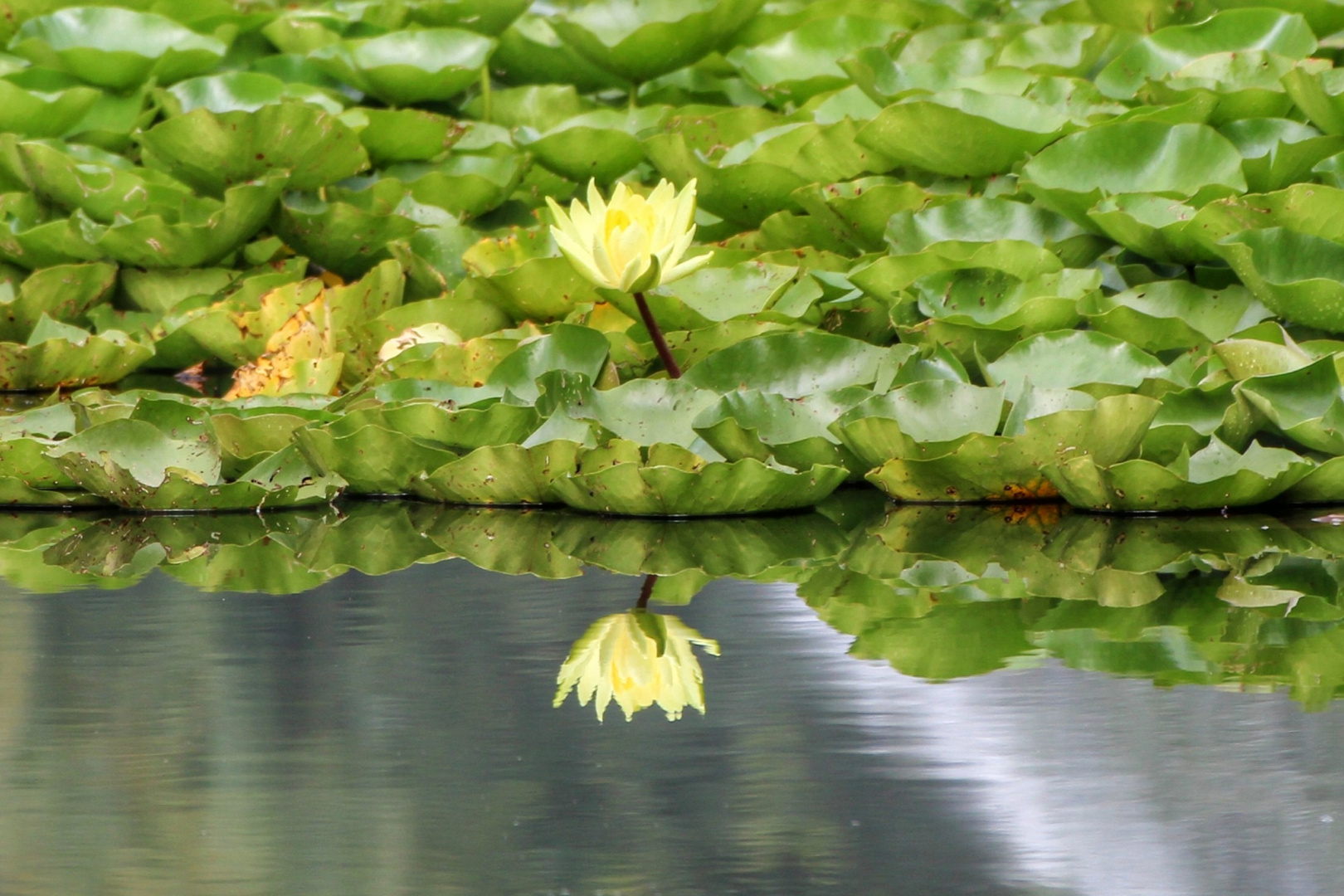 Der Blick in den Teich.. Foto & Bild projekte, dienstag ist