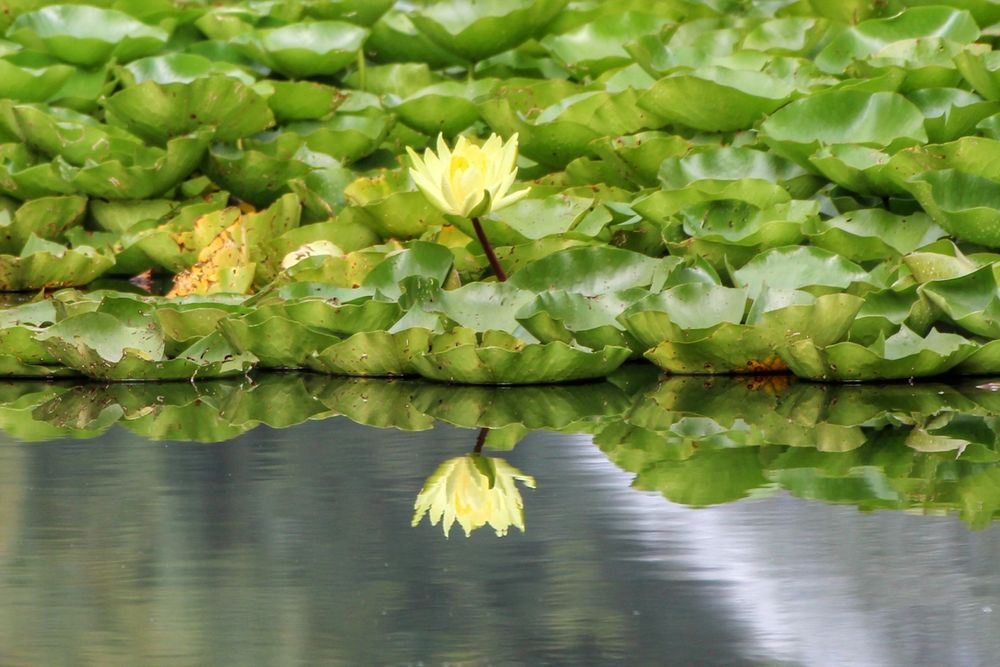 Der Blick in den Teich.. Foto & Bild projekte, dienstag ist